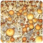 Псилоцибиновые (галлюциногенные)  грибы Psilocybin "Golden Teacher" в Грайвороне