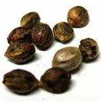 Семена марихуаны АК-47  (Seeds AK-47) в Грайвороне
